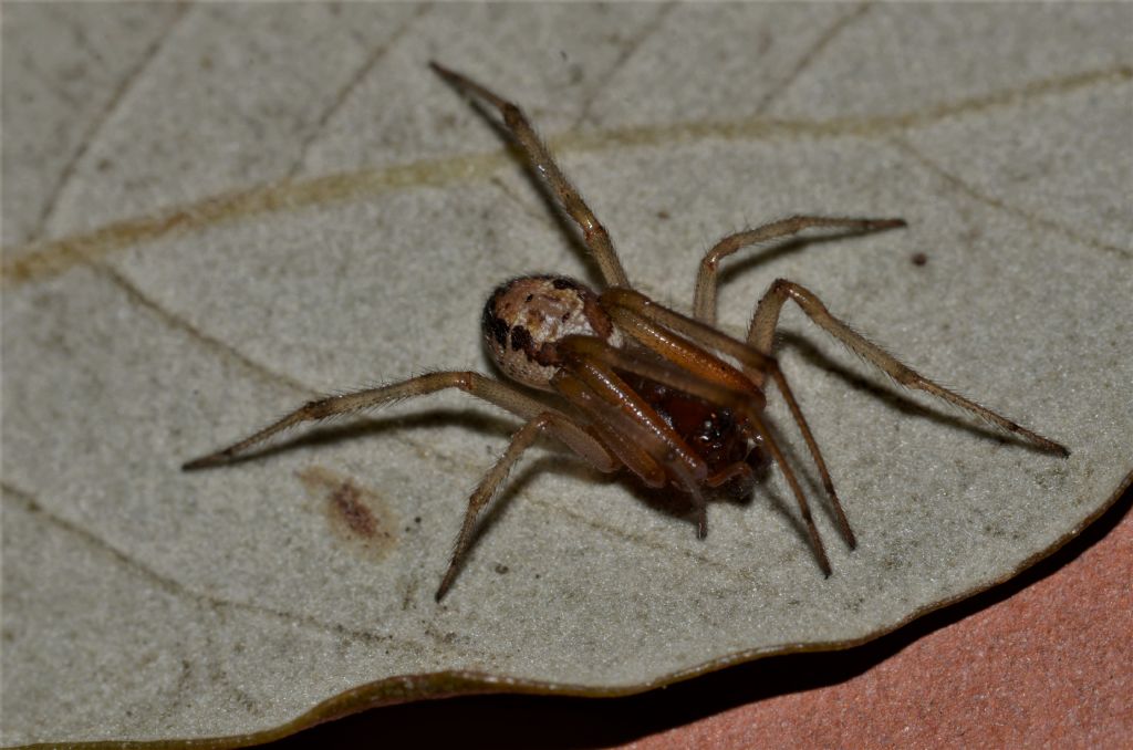 Zygiella ? No,  Steatoda nobilis - Grosseto